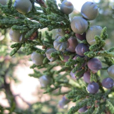 Juniper Berry Essential Oil Slovenia 3